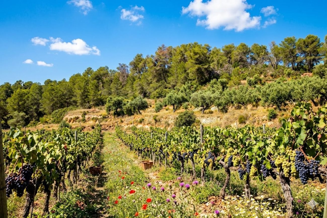 Bodega premium en venta en Priorat D.O.Q.