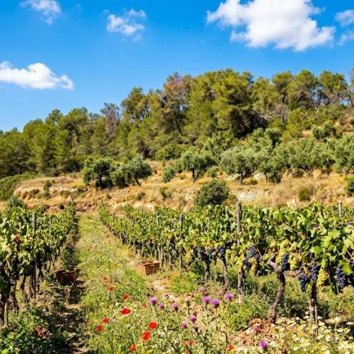 Bodega premium en venta en Priorat D.O.Q.